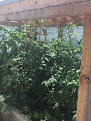 Tomaten & Paprika & Pfefferoni